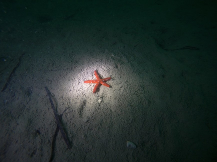 SVET POD VODO SLIKE svetpodvodo.com RDEČA MORSKA ZVEZDA NOČNI POTOP SUBNET DIVING foto: Ales Sulic