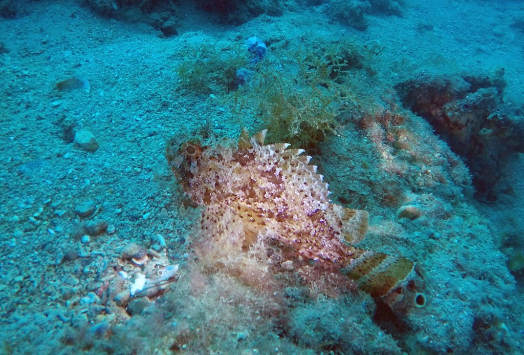 SVET POD VODO SLIKE svetpodvodo.com ŠKARPENA foto: Aleš Sulič