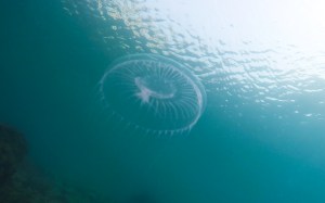 SVET POD VODO SLIKE svetpodvodo.com MORSKO KOLESCE foto: Aleš Sulič