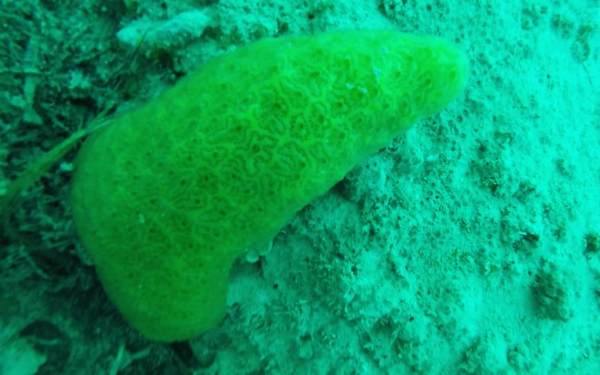 SVET POD VODO SLIKE svetpodvodo.com KONIČASTI PLAŠČAR foto: Ales Sulic