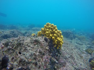 SVET POD VODO SLIKE svetpodvodo.com POKONČNA ŽVEPLENJAČA foto: Aleš Sulič