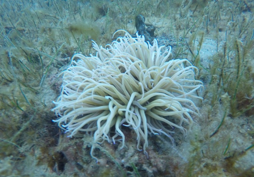 subnet diving ippa divemaster tečaj SVET POD VODO SLIKE svetpodvodo.com VOŠČENA MORSKA VETERNICA foto: Aleš Sulič