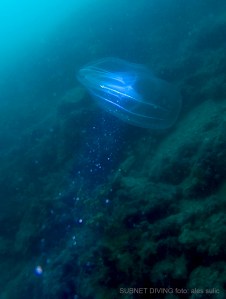 SVET POD VODO SLIKE svetpodvodo.com REBRAČA foto: Ales Sulic