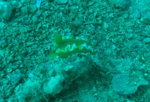 SVET POD VODO SLIKE svetpodvodo.com POLŽ PERJANIČAR foto: Aleš Sulič