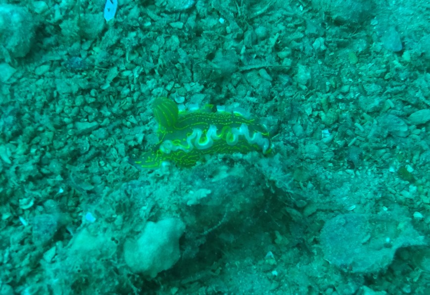 SVET POD VODO SLIKE svetpodvodo.com POLŽ PERJANIČAR foto: Aleš Sulič