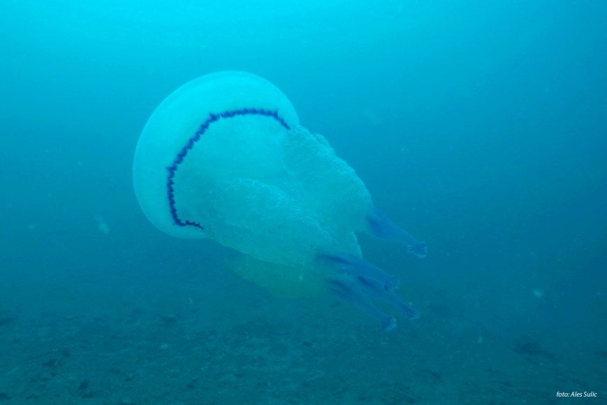 SVET POD VODO SLIKE svetpodvodo.com KLOBUČNJAŠKA MEDUZA foto: Aleš Sulič