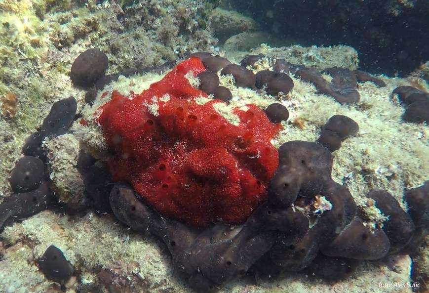 SVET POD VODO SLIKE svetpodvodo.com RDEČA SKORJASTA SPUŽVA foto: Ales Sulic