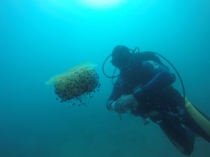 MORSKA CVETAČA foto: Aleš Sulič