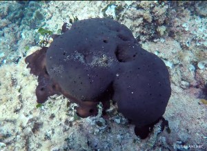 SVET POD VODO SLIKE svetpodvodo.com LEDVIČASTA SPUŽVA foto: Ales Sulic