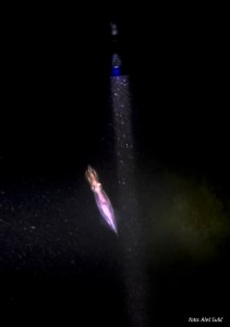 SVET POD VODO SLIKE svetpodvodo.com LIGENJ foto: Aleš Sulič svetpodvodo.com