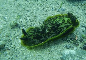 SVET POD VODO SLIKE svetpodvodo.com polž pernjičar foto: Aleš Sulič