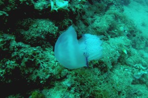 SVET POD VODO SLIKE svetpodvodo.com KLOBUČNJAŠKA MEDUZA foto: Aleš Sulič