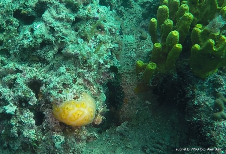 SVET POD VODO SLIKE svetpodvodo.com KONIČASTI PLAŠČAR foto: Ales Sulic