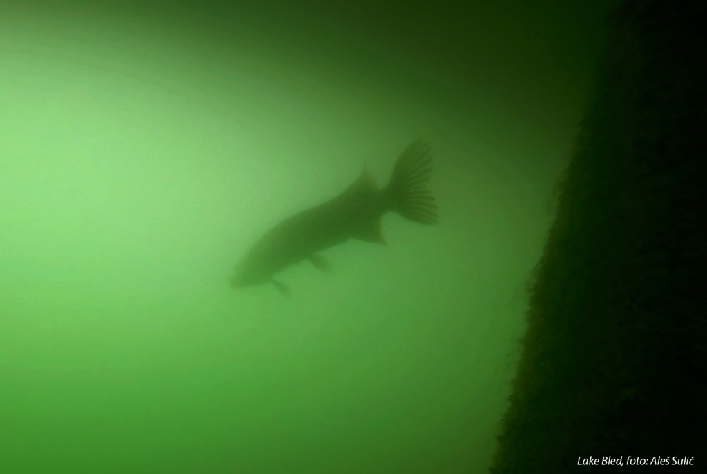 SVET POD VODO SLIKE svetpodvodo.com subnet diving, jezero BLED, 2017, foto: Aleš Sulič