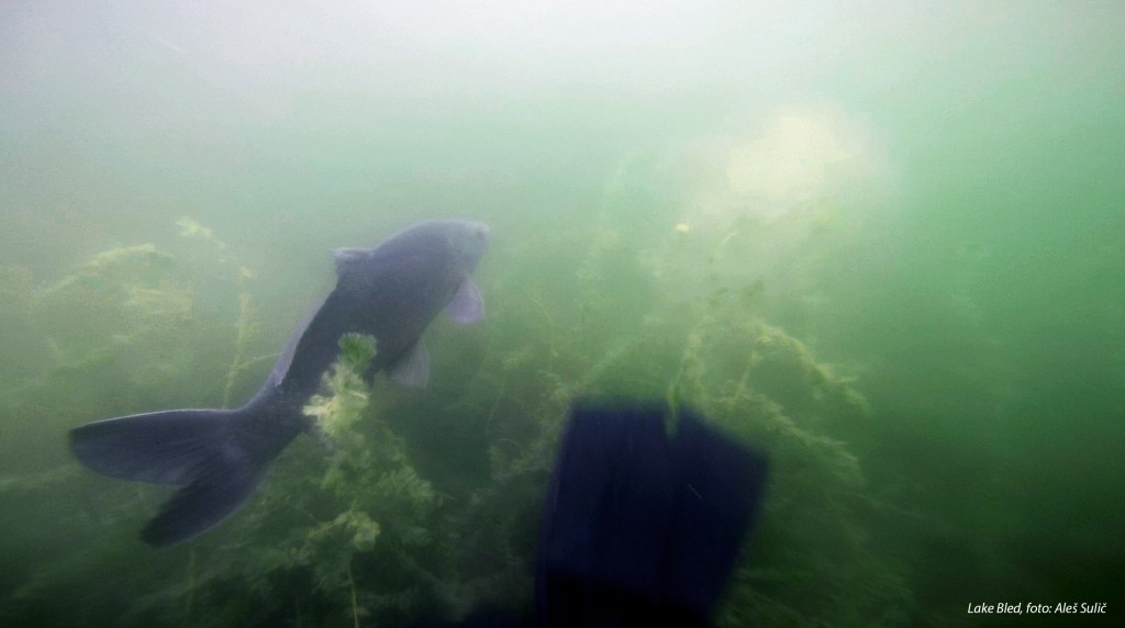 SVET POD VODO SLIKE svetpodvodo.com subnet diving, jezero BLED, 2017, foto: Aleš Sulič