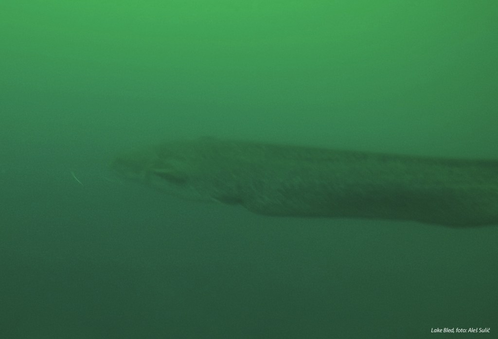 SVET POD VODO SLIKE svetpodvodo.com subnet diving, jezero BLED, 2017, foto: Aleš Sulič
