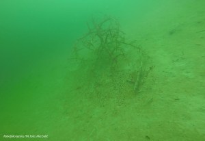 SVET POD VODO SLIKE svetpodvodo.com Rabeljsko jezero, foto: Aleš Sulič