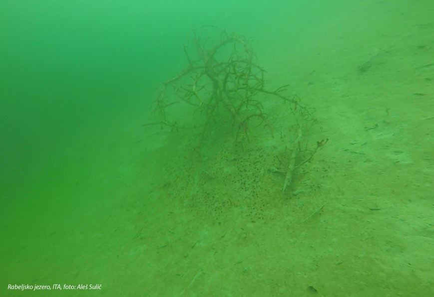 SVET POD VODO SLIKE svetpodvodo.com Rabeljsko jezero, foto: Aleš Sulič