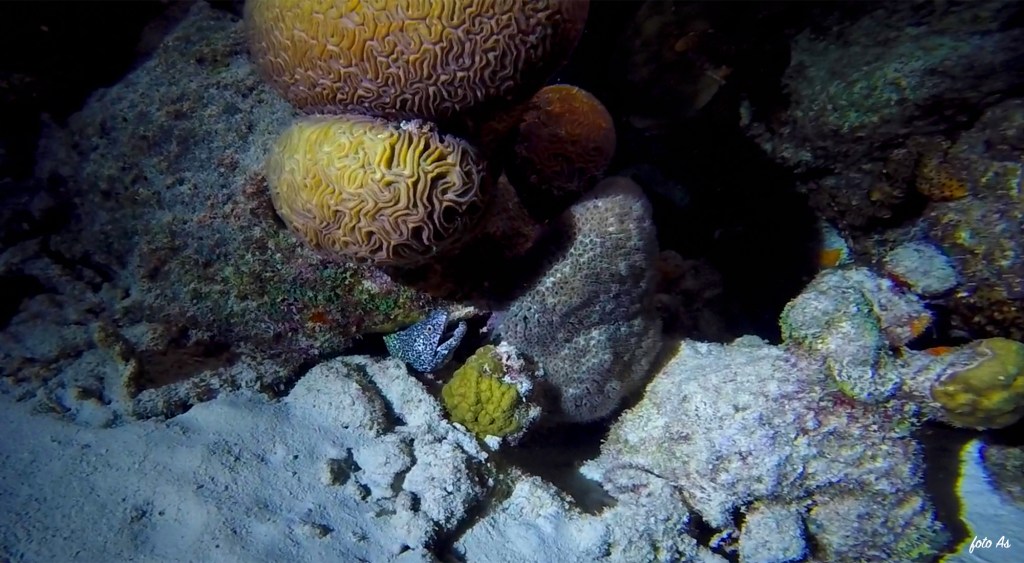 Bonaire diving 2018
foto Ales Sulic SUBNET DIVING Tropical Corals and Sea Animals
SPOTTED MORAY