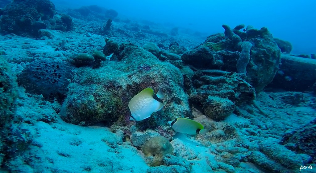 Bonaire diving 2018
FOTO ALEŠ SULIČ
BONAIRE DIVING PHOTOS
SUBNET DIVING TRAVEL
SPOTFIN BUTTERFLYFISH