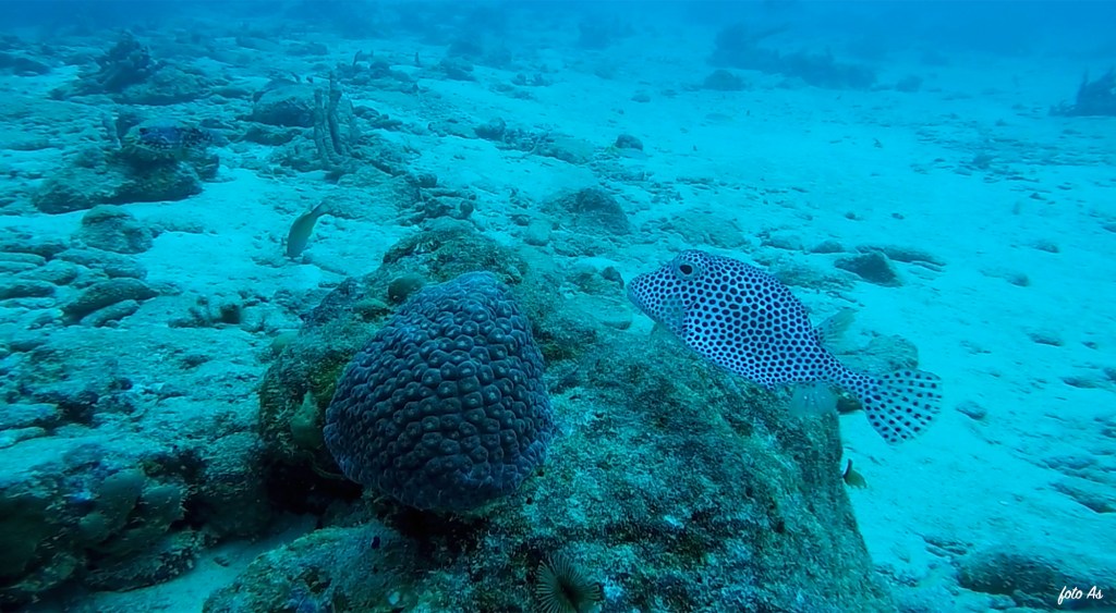 FOTO ALEŠ SULIČ
SUBNET DIVING
BEST BONAIRE DIVING TRAVEL
HONEYCOMB COWFISH