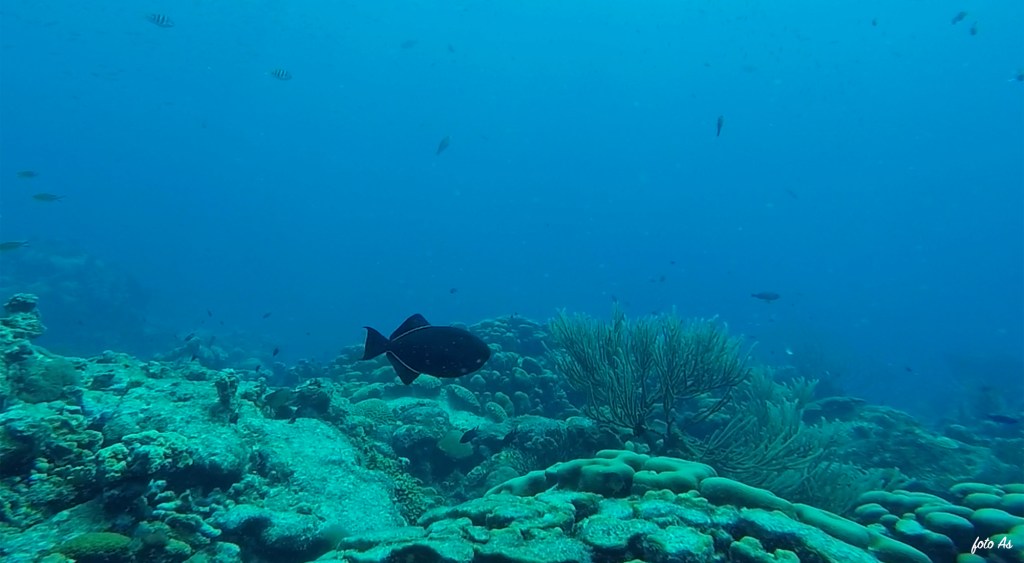  Black Durgon Fish - Melichthys niger - Črni sprožilka 
BLACK DURGON FISH
Bonaire diving 2018
4K PHOTOS OF FISH
FOTO ALEŠ SULIČ
SUBNET DIVING
REEF ANAIMALS AND CORALS
FISH GALLERY