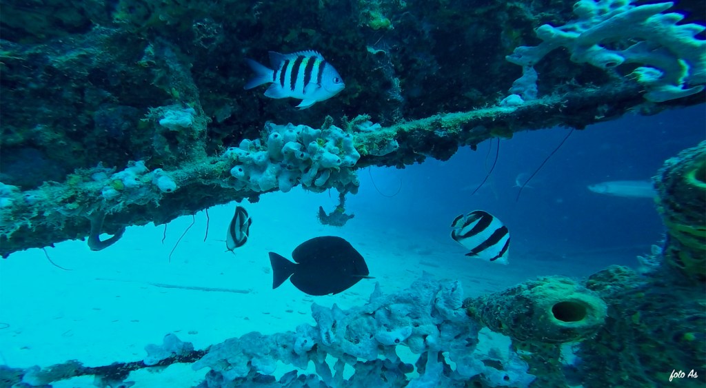 Bonaire diving 2018
FOTO ALEŠ SULIČ
BONAIRE DIVING PHOTOS
SUBNET DIVING TRAVEL