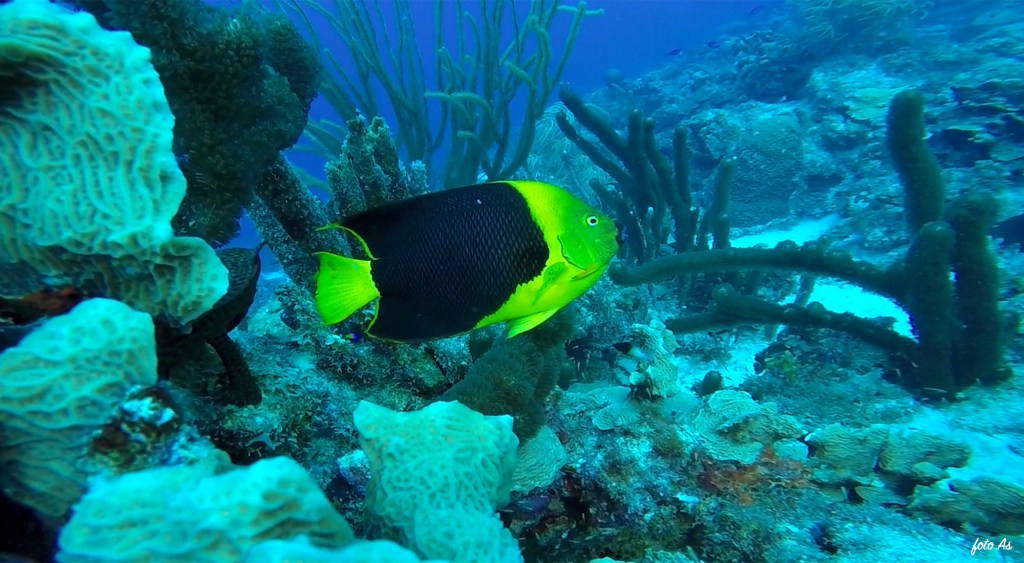 Bonaire diving 2018
FOTO ALEŠ SULIČ
BONAIRE DIVING PHOTOS
SUBNET DIVING TRAVEL
ROCK BEAUTY FISH PHOTOS
