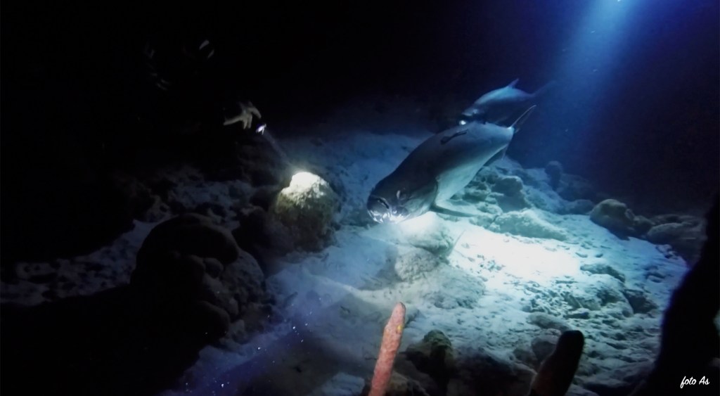 Tarpon - lat. Megalops atlanticus - Tarpon
Bonaire diving 2018
TARPON foto Ales Sulic SUBNET DIVING Tropical Corals and Sea Animals