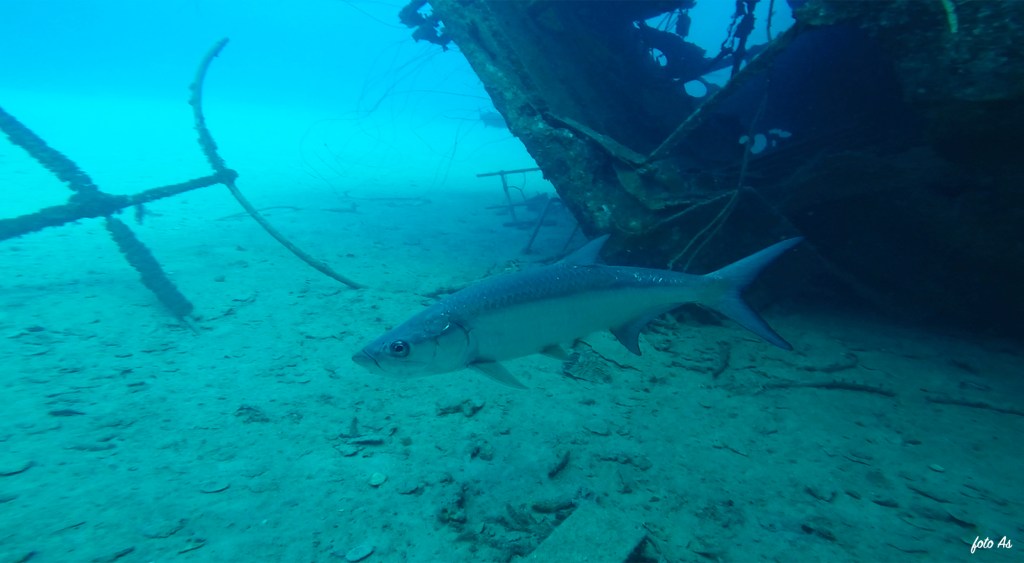 Tarpon - lat. Megalops atlanticus - Tarpon
Bonaire diving 2018
TARPON 
foto Ales Sulic SUBNET DIVING Tropical Corals and Sea Animals