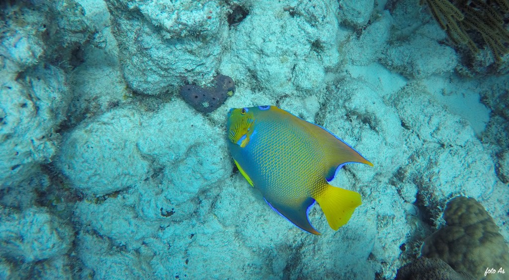 Bonaire diving 2018
FOTO ALEŠ SULIČ
BONAIRE DIVING PHOTOS
SUBNET DIVING TRAVEL
REEF ANIMALS AND CORALS
ANGELFISH