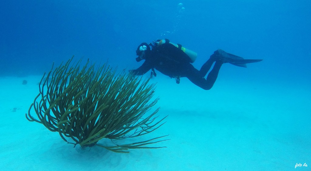 Bonaire diving 2018