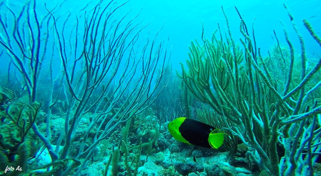 Bonaire diving 2018
FOTO ALEŠ SULIČ
BONAIRE DIVING PHOTOS
SUBNET DIVING TRAVEL
ROCK BEAUTY FISH
