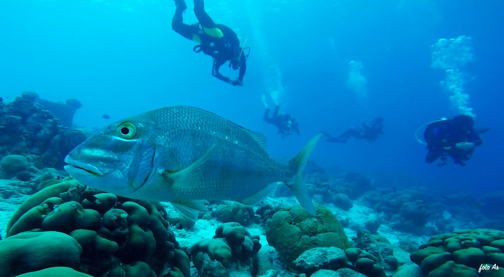 Bonaire diving 2018
FOTO ALEŠ SULIČ
BONAIRE DIVING PHOTOS
SUBNET DIVING TRAVEL
REEF ANIMALS AND CORALS
SNAPPER