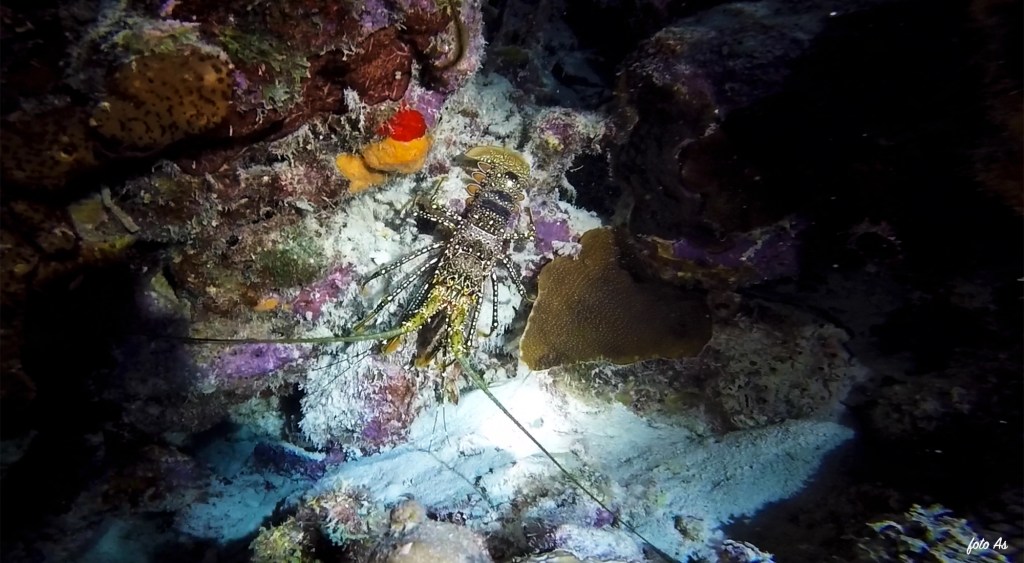 Spiny Lobster - Palinurus elephas - pegasti trnasti jastog ali pikasti jastog 
SPOTTED SPINY LOBSTER

4K PHOTOS OF FISH
FOTO ALEŠ SULIČ
SUBNET DIVING