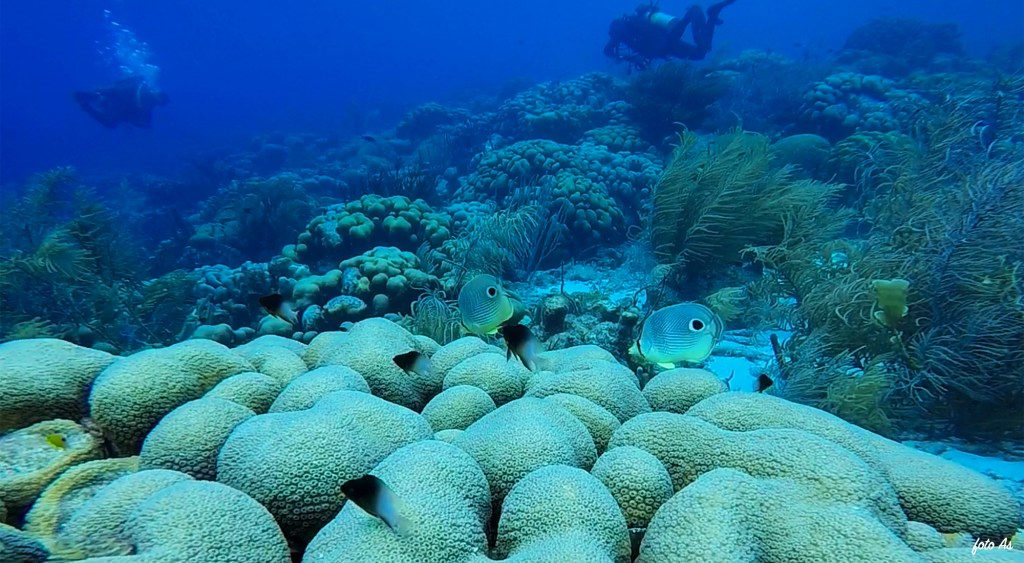 Foureye Butterflyfish - Chaetodon capistratus - Štiripikčasta metuljčica 
FOUREYE BUTTERFLYFISH
FOTO ALEŠ SULIČ
SUBNET DIVING
BEST BONAIRE DIVING TRAVEL