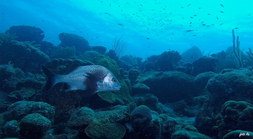 BLACK MARGATE
BONAIRE SUBNET DIVING 
FOTO ALEŠ SULIČ