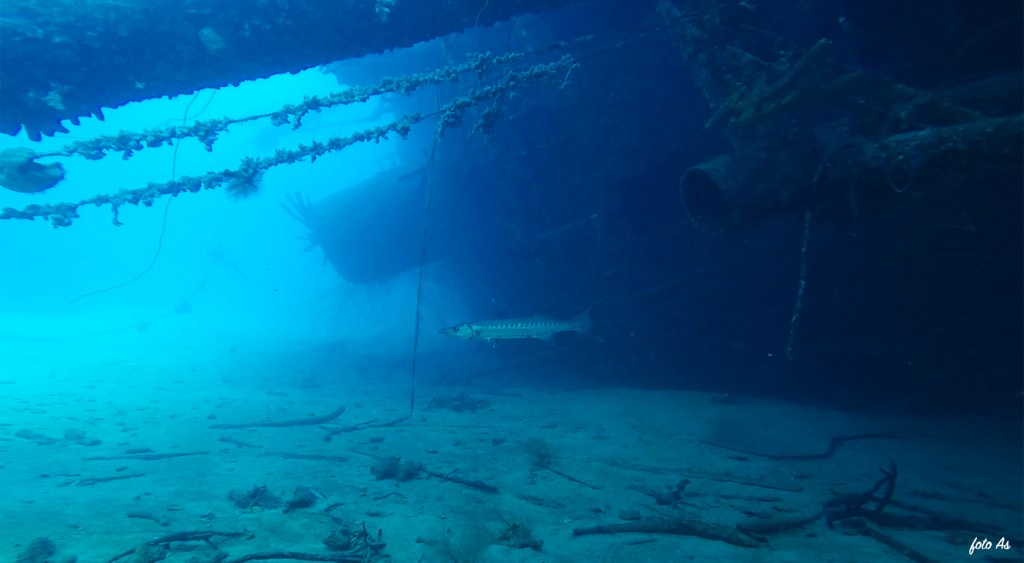Small & Great Barracuda - lat. Sphyraena barracuda - Barakuda 
Bonaire diving 2018
foto Ales Sulic SUBNET DIVING Tropical Corals and Sea Animals