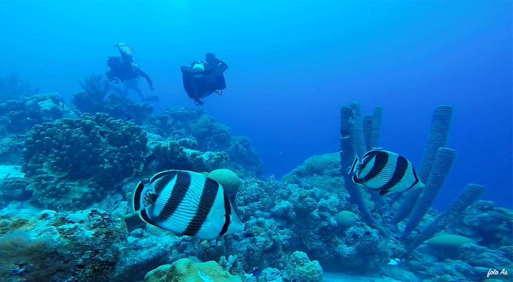 BANDED BUTTERFLYFISH
FOTO ALEŠ SULIČ
SUBNET DIVING
BEST BONAIRE DIVING TRAVEL