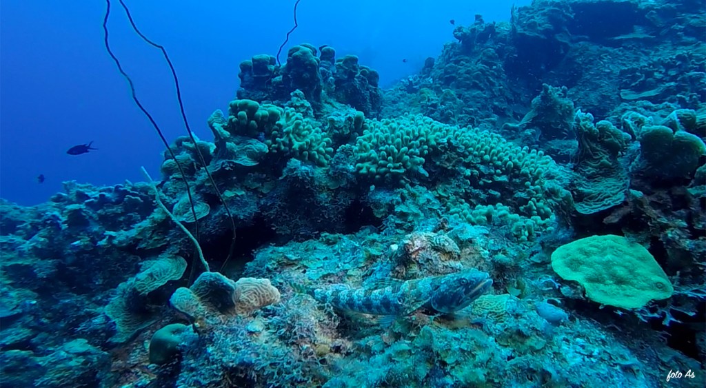 Bonaire diving 2018
SAND DIVER LIZARD FISH
FOTO ALEŠ SULIČ
SUBNET DIVING
BEST BONAIRE DIVING TRAVEL