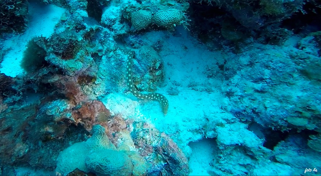 Golden Spotted Eel, Goldentail Moray - Gymnothorax miliaris - Zlatopegasta murena, zlatorepa murena
GOLDEN SPOTEN EEL

FOTO ALEŠ SULIČ
SUBNET DIVING
BEST BONAIRE DIVING TRAVEL