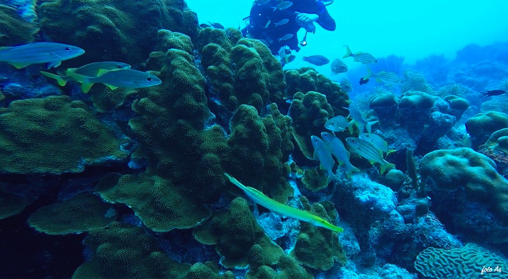 Trumpetfish - lat. Aulostomus maculatus - Trubač
TROUMPETFISH
Bonaire diving 2018
foto Ales Sulic SUBNET DIVING Tropical Corals and Sea Animals