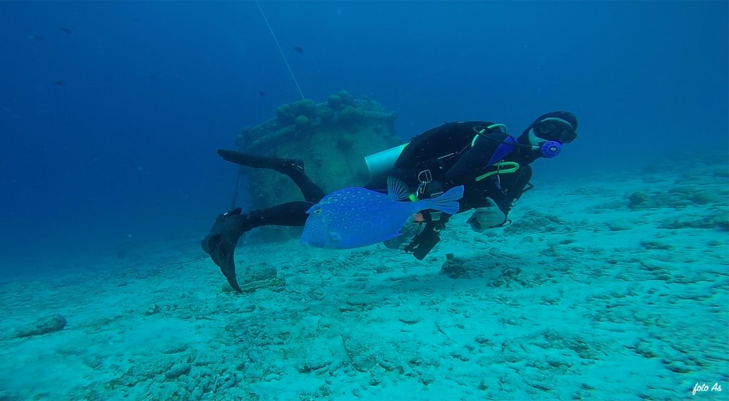 Bonaire diving 2018