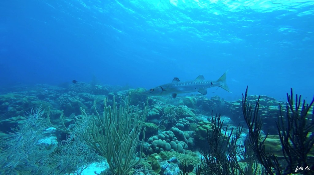 Small & Great Barracuda - lat. Sphyraena barracuda - Barakuda 
BARACUDA BONAIRE
foto Ales Sulic SUBNET DIVING Tropical Corals and Sea Animals
