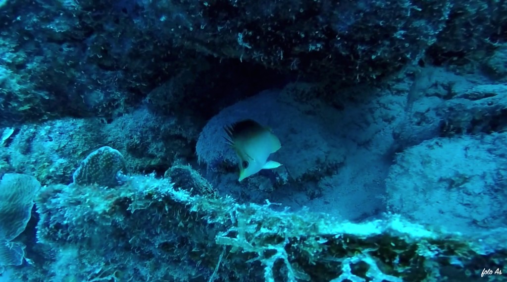 Longsnout Butterflyfish  - Forcipiger longirostris - Dolgnosna metuljasta riba 
LONGSNOUT BUTTERFLY FISH PHOTO
4K PHOTOS OF FISH
FOTO ALEŠ SULIČ
SUBNET DIVING
REEF ANAIMALS AND CORALS
