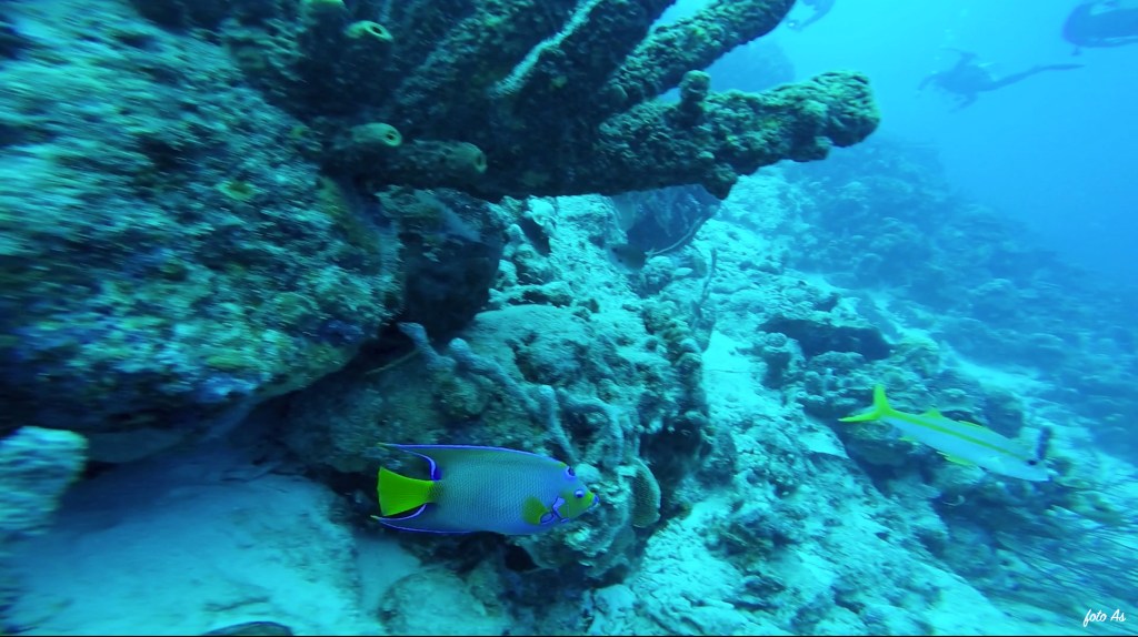 FOTO ALEŠ SULIČ
BONAIRE DIVING PHOTOS
SUBNET DIVING TRAVEL
REEF ANIMALS AND CORALS