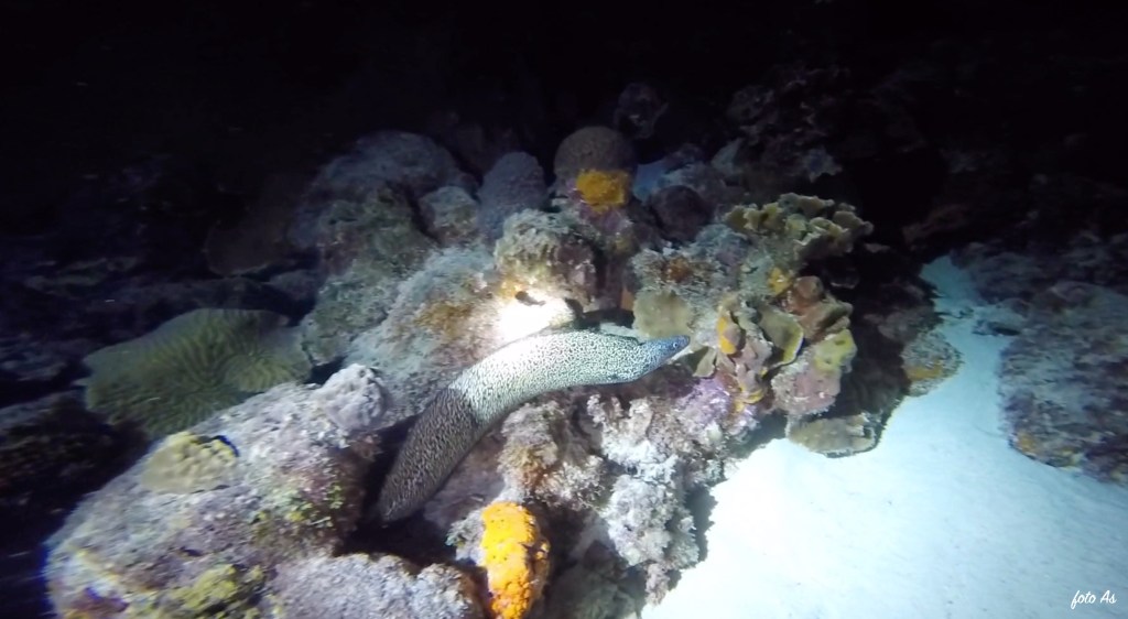 foto Ales Sulic SUBNET DIVING Tropical Corals and Sea Animals
SPOTTED MORAY