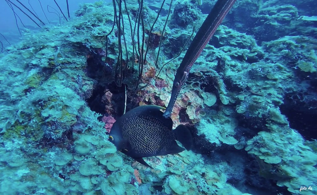 Angelfish - Pomacanthidae - Angelske ribe 
ANGEL FISH
4K PHOTOS OF FISH
FOTO ALEŠ SULIČ
SUBNET DIVING