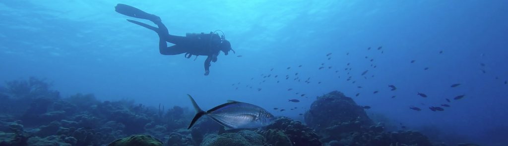 BLUE TREVALLY FISH
GOLDEN SPOTEN EEL

FOTO ALEŠ SULIČ
SUBNET DIVING
BEST BONAIRE DIVING TRAVEL