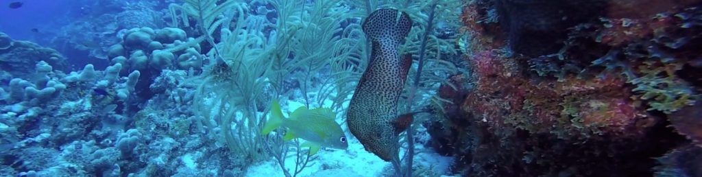 GROUPER FISH
FOTO ALEŠ SULIČ
BONAIRE DIVING PHOTOS
SUBNET DIVING TRAVEL
REEF ANIMALS AND CORALS